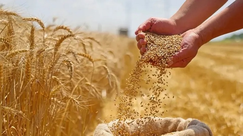 انطلق العمل عليها..   برامج للبذور الممتازة والأصلية ضمن سياسة الأمن الغذائي